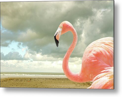 Flamingo Metal Print featuring the photograph Proud to be pink by Adriana Zoon