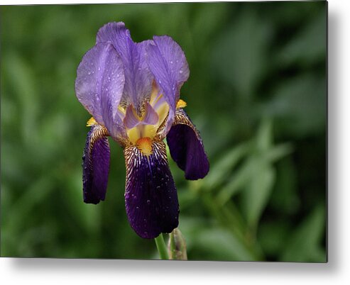 Iris Metal Print featuring the photograph Purple Iris by Sandy Keeton