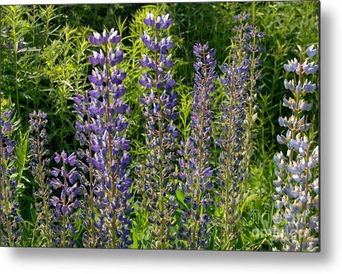 Purple Lupine Metal Print featuring the photograph Purple Lupine by Eunice Miller