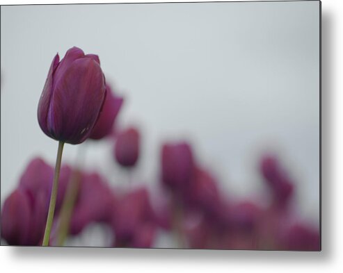 Tulips Metal Print featuring the photograph Purple Tulips by Jani Freimann