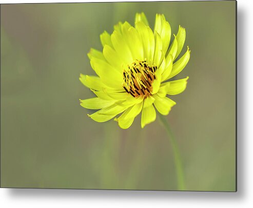 Asteraceae Metal Print featuring the photograph Putting my best face forward. by Usha Peddamatham