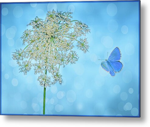 Flower Metal Print featuring the photograph Queens Lace by Cathy Kovarik