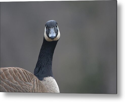 Goose Metal Print featuring the photograph Quizzical by Richard Andrews