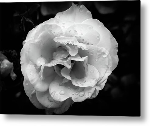 Rose Metal Print featuring the photograph Raindrops on Roses by Alison Frank