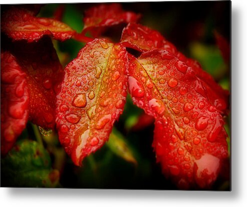 Red Leaf Metal Print featuring the photograph Rainy Day by Craig Incardone