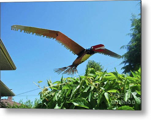 Raptor Metal Print featuring the photograph Raptor Fly Over by Bill Thomson