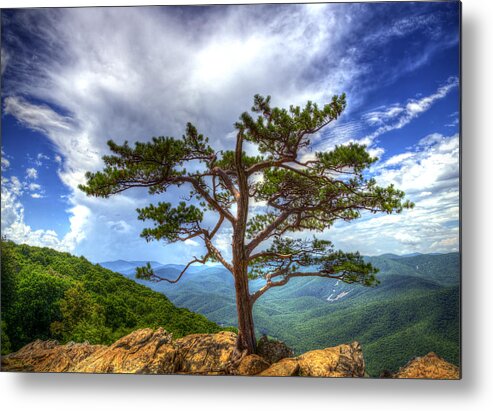 Ravens Roost Metal Print featuring the photograph Ravens Roost Tree by Greg Reed