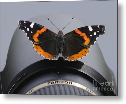 Butterfly Metal Print featuring the photograph Ready for Takeoff by Andrea Silies