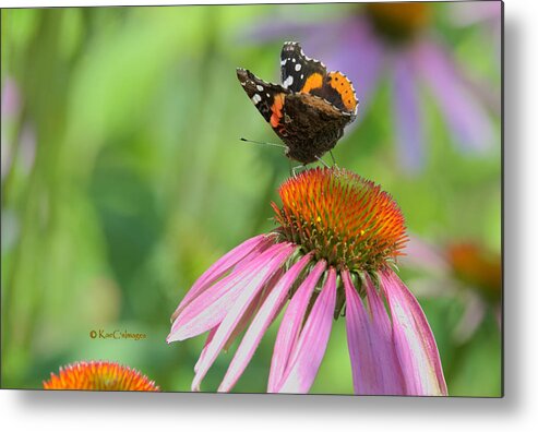 Butterfly Metal Print featuring the photograph Red Admiral on Cone Flower by Kae Cheatham