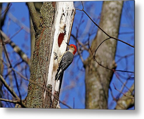Woodpecker Metal Print featuring the photograph Red Bellied Woodpecker by Debbie Oppermann
