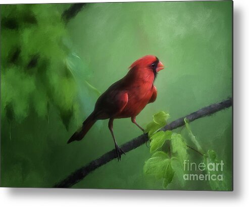 Cardinal Metal Print featuring the digital art Red Bird On A Hot Day by Lois Bryan
