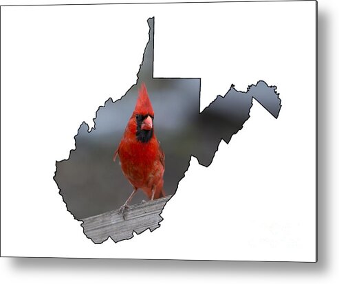 Cardinal; Bird; Red; Outdoors; Nature; Male Metal Print featuring the photograph Red cardinal looking for food by Dan Friend