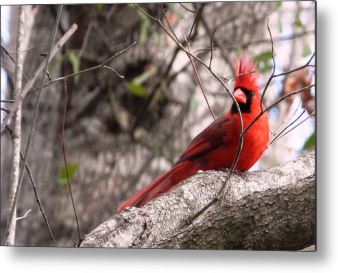 #windy #hair #do #day #bright Red #male #cardinal Watching Over #babies Metal Print featuring the photograph Red Cardinal Daddy On Duty by Belinda Lee