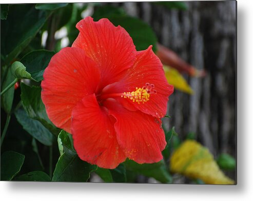 Flowers Metal Print featuring the photograph Red Flower by Rob Hans