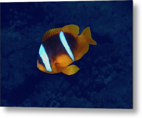 Sea Metal Print featuring the photograph Red Sea Anemonefish On Blue by Johanna Hurmerinta