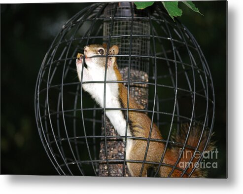 Red Squirrel Metal Print featuring the photograph Red Squirrel Jail by Randy Bodkins