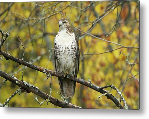 Red Metal Print featuring the photograph Red Tail Hawk 9887 by Michael Peychich