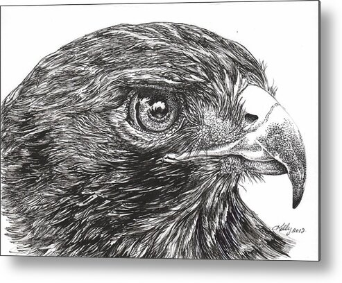 Bird Metal Print featuring the drawing Red Tail Hawk by Kathleen Kelly Thompson