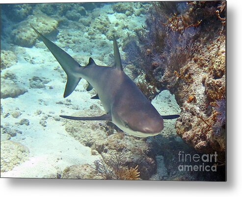 Underwater Metal Print featuring the photograph Reef Shark 2 by Daryl Duda