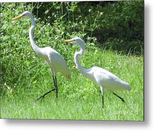 Egret Metal Print featuring the photograph Regal Pair by D Hackett