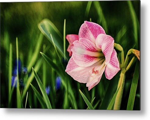 Flower Metal Print featuring the photograph Remembering Amaryllis by Ches Black