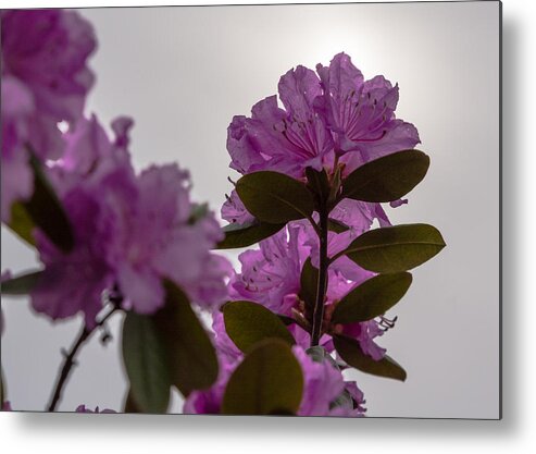 Rhododendron Metal Print featuring the photograph Rhododendron Backlit by the Sun by Holden The Moment