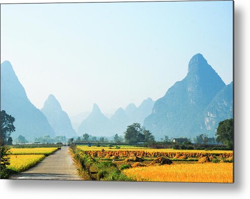 Rice Metal Print featuring the photograph Rice fields scenery in autumn by Carl Ning