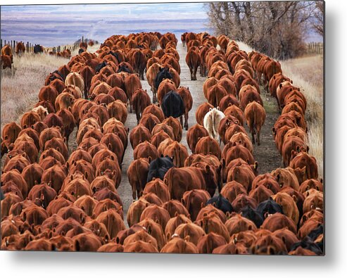 Red Angus Metal Print featuring the photograph River of Reds by Todd Klassy