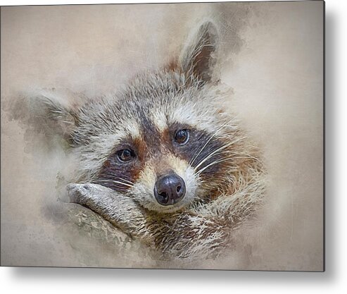 Procyon Lotor Metal Print featuring the photograph Rocky Raccoon by Brian Tarr