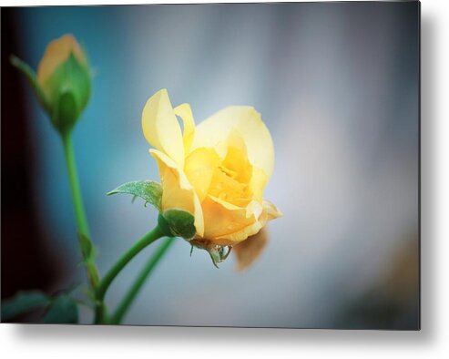 Roses Metal Print featuring the photograph Rose Bling by Marcia Breznay