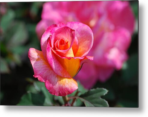Beautiful Pink And Yellow Rose Metal Print featuring the digital art Rose on Rose by Don Wright