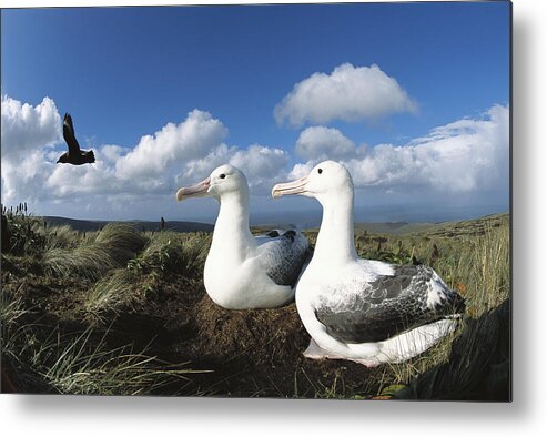 00142936 Metal Print featuring the photograph Royal Albatrosses Nesting by Tui De Roy