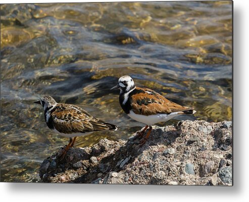  Metal Print featuring the photograph Ruddy Turnstone by Dan Hefle