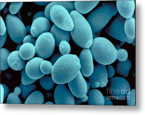 Saccharomyces Cerevisiae Yeast Metal Print featuring the photograph Sachharomyces Cerevisiae Yeast by Scimat
