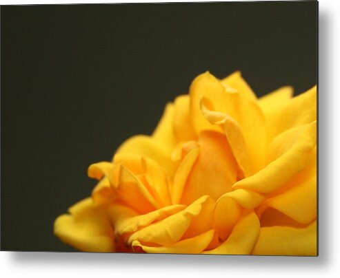 Saffron Metal Print featuring the painting Saffron Mini Rose by Marna Edwards Flavell