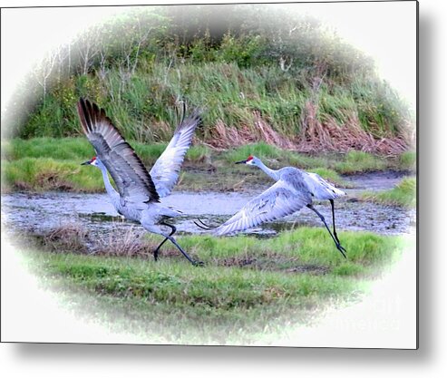 Sandhill Cranes Metal Print featuring the photograph Sandhills - Poetry in Motion by Carol Groenen