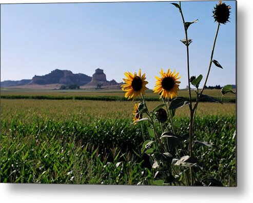 Sky Metal Print featuring the photograph Scotts Bluff Nebraska Sunflower Landscape View by Matt Quest