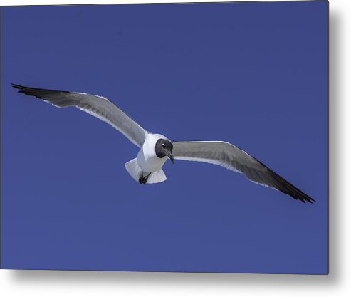 Original Metal Print featuring the photograph Sea Gull on the wing by WAZgriffin Digital