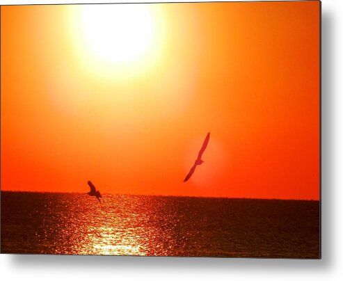 #beautiful #florida #sunset With #seagulls Metal Print featuring the photograph Seagull Couple In Flight by Belinda Lee