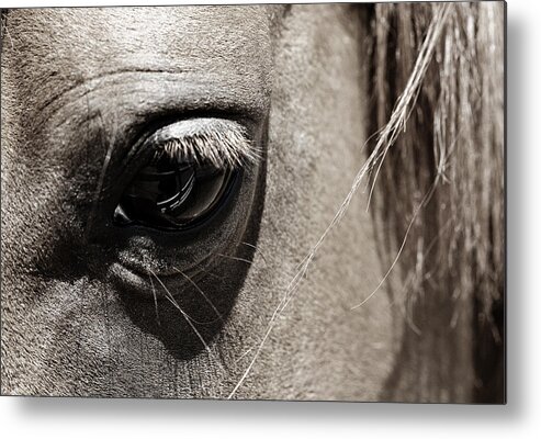 Americana Metal Print featuring the photograph Stillness in the Eye of a Horse by Marilyn Hunt