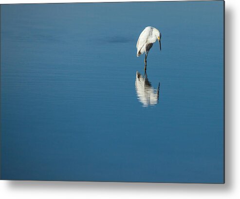 Egret Metal Print featuring the photograph Seeing Self Image by Karol Livote