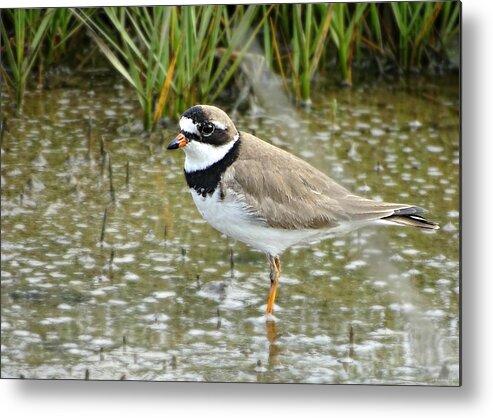 Semipalmated Plover Metal Print featuring the photograph Semipalmated Plover by Dark Whimsy