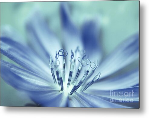 Flower Metal Print featuring the photograph Senses by Aimelle Ml