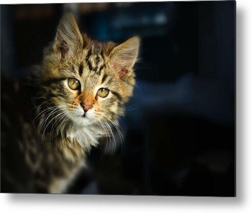 Cat Metal Print featuring the photograph Serious cat portrait by Rumiana Nikolova