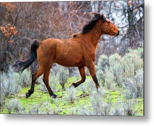 Mustang Metal Print featuring the photograph Shaggy and Proud by Michael Dawson