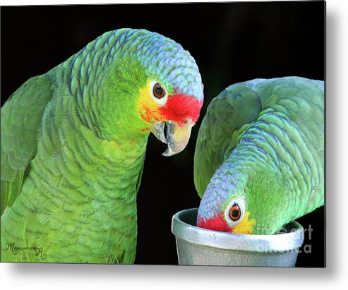 Fauna Birds Metal Print featuring the photograph Shared Lunch by Mariarosa Rockefeller
