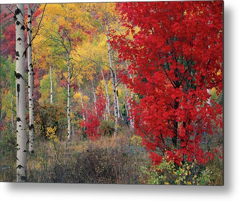 Idaho Scenics Metal Print featuring the photograph Sheep Canyon in Autumn by Leland D Howard