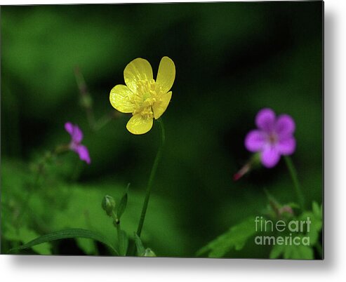 Anther Metal Print featuring the photograph Single Buttercup Two Stinky Bob by Rick Bures