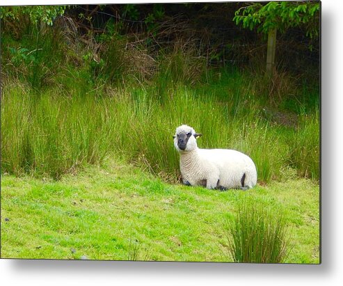 Ireland Metal Print featuring the photograph Sitting sheep by Sue Morris