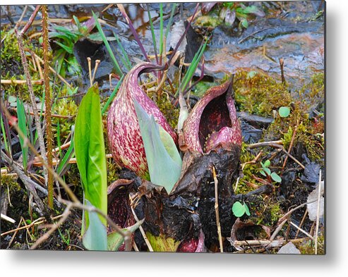 Skunk Cabbage Metal Print featuring the photograph Skunk Cabbage 2801 by Michael Peychich